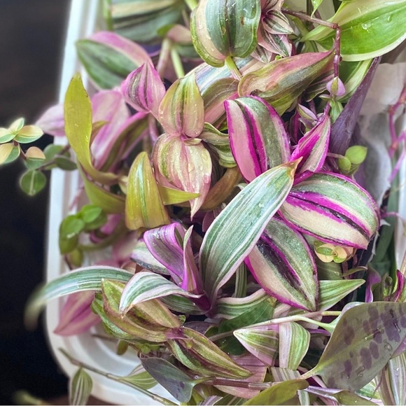 Rainbow tradescantia bundle- 10 varieties including rare cultivars - Picture 4 of 12